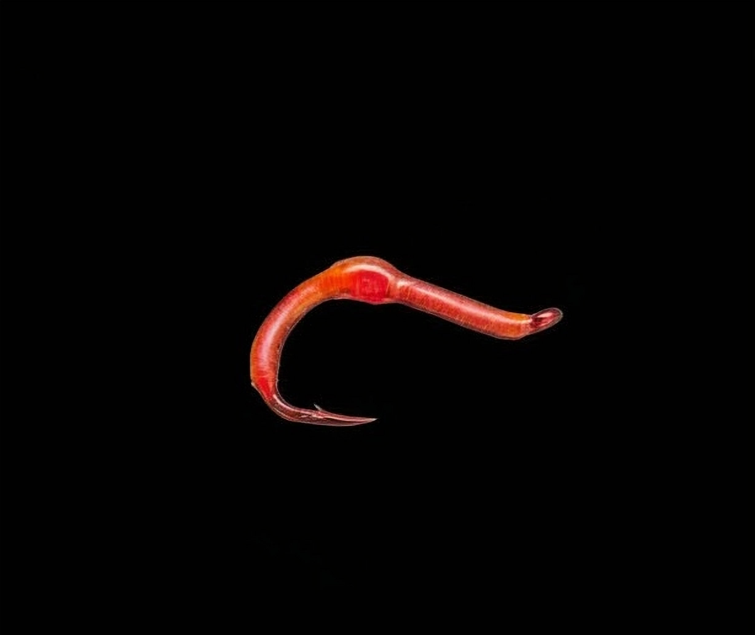 Wire Wrapped Worm