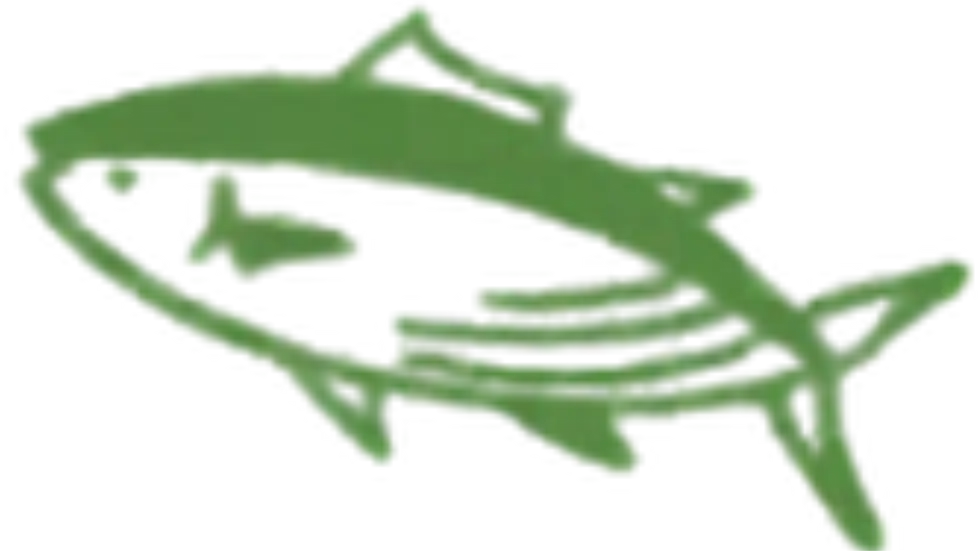 緑色で描かれた鰹のイラスト