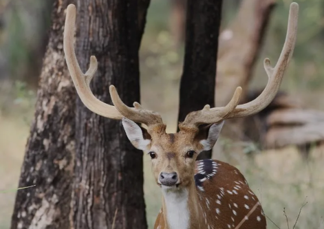 Texas Axis Deer Hunts