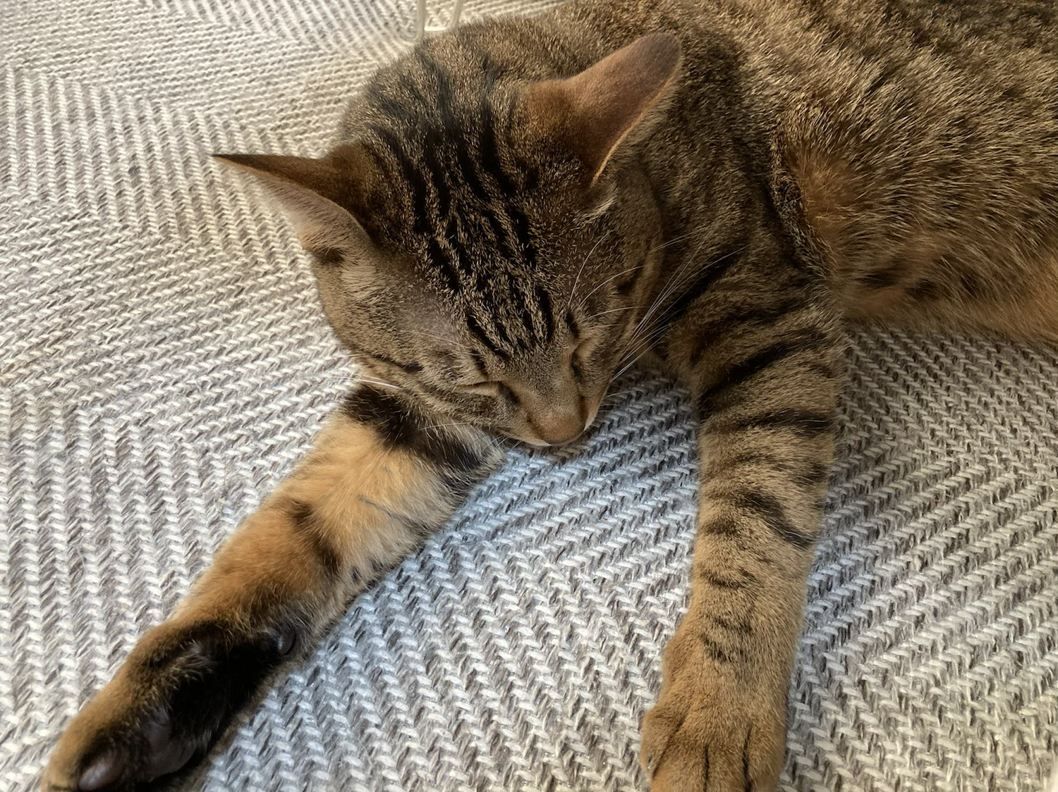 執筆者の写真: 葉ぽろ/はるもち