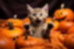 Pumpkin Kitties.jpeg