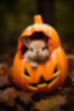 Pumpkin Bunny.jpeg