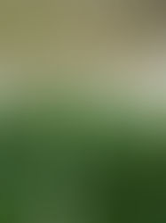 Mastering Focus Stacking: Unlock Unbelievable Detail in Cannabis Macro Photography