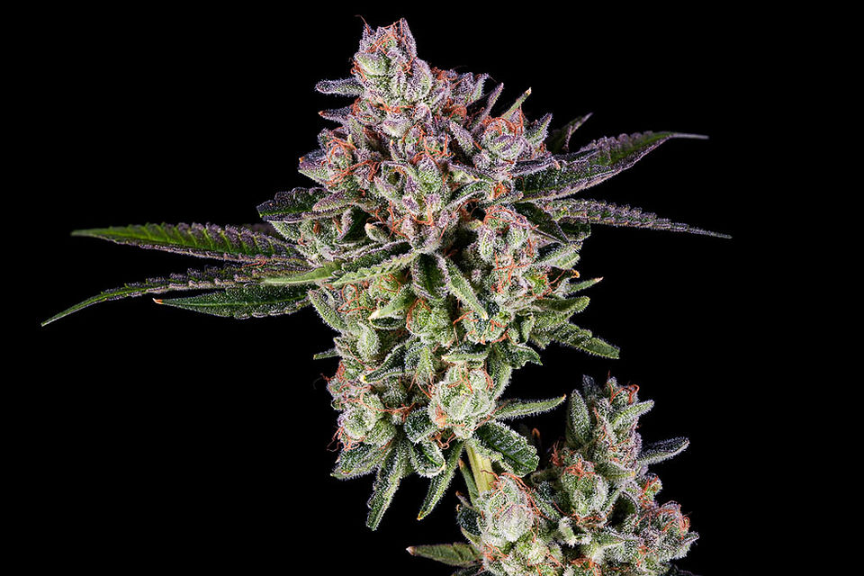 Ultra-macro photograph of cannabis trichomes sparkling like crystals, with pistils winding through the frame in vivid orange and red against a lush green background.