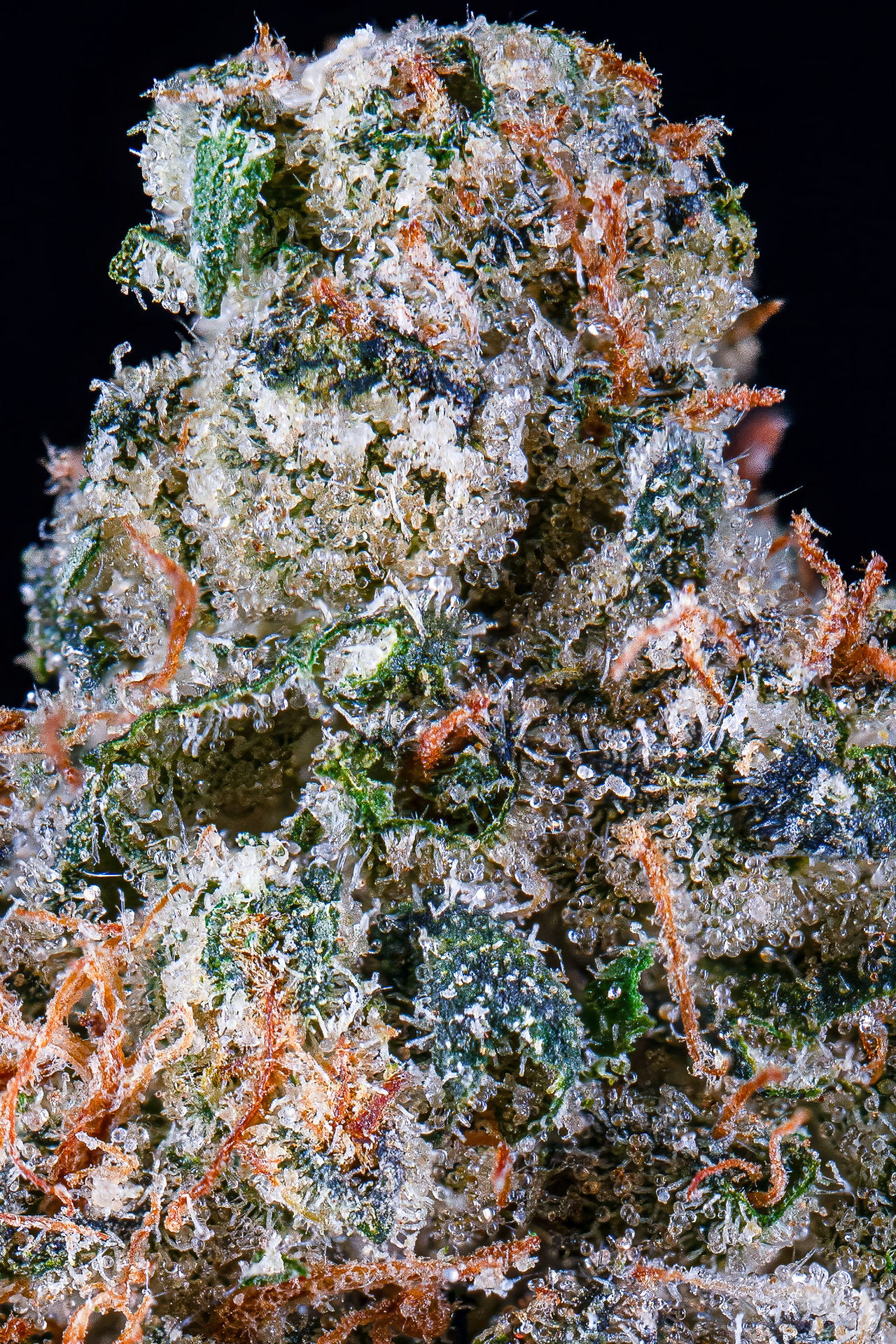 Detailed macro photograph of a cannabis bud showcasing dense, frosty trichomes, vivid orange pistils