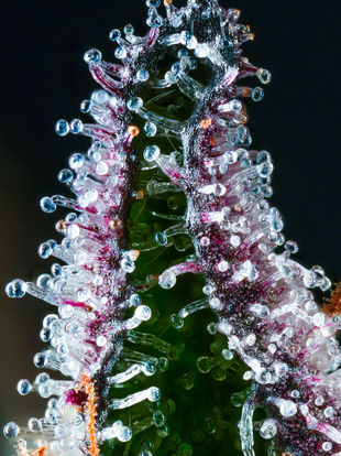 From Grow Room to Gallery: The Challenges and Rewards of Cannabis Macro Photography