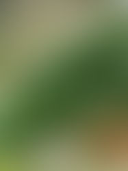 Mastering Macro Photography: Top 5 Essential Tools for Capturing Intricate Details