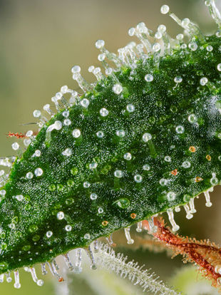 Mastering Macro Photography: Top 5 Essential Tools for Capturing Intricate Details