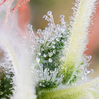 Macro image of clear cannabis trichomes on a green bract with vivid purple streaks and glandular heads