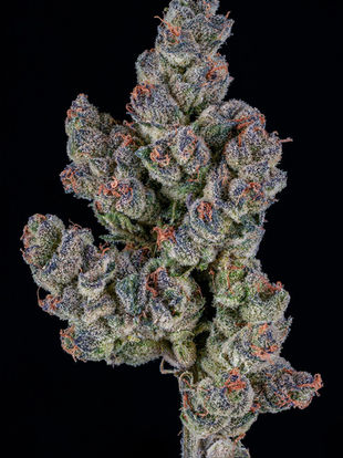 Marijuana Pictures: An Overview of Capturing the Beauty of Buds, Pistils, and Plants