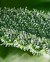 Extreme close-up of cannabis trichomes on a green background, showcasing the resinous glandular structures in sharp detail. The translucent trichomes are densely packed, with bulbous tips and sparkling textures, highlighting the intricate and frosty appearance of the plant surface.