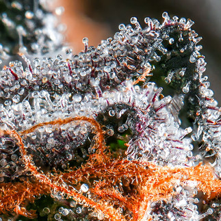 Ultra-macro photograph of cannabis trichomes sparkling like crystals, with pistils winding through the frame in vivid orange and red against a lush green background.