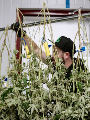 From Storyboard to Screen: Crafting Alt-Sol's WV Story