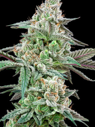 Cannabis Noir Macro Photography Session with Verano