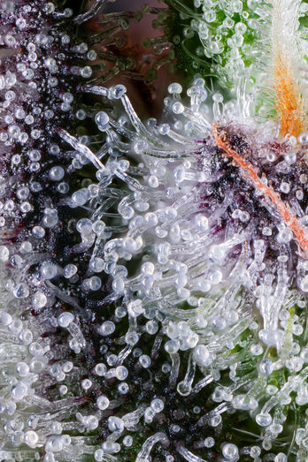 Nature's Heritage Cannabis Macro Photography