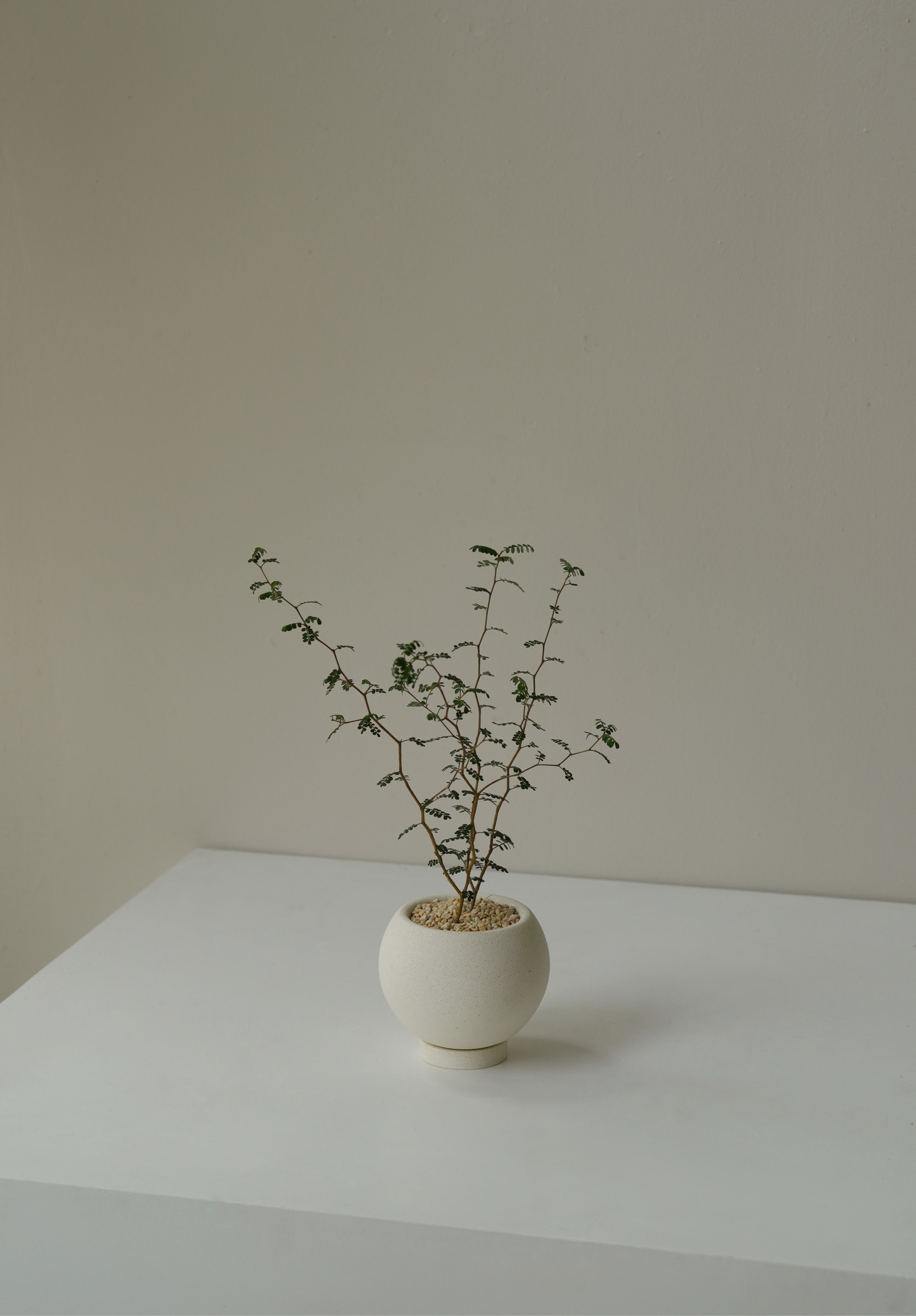 Sophora prostrata 'Little Baby'