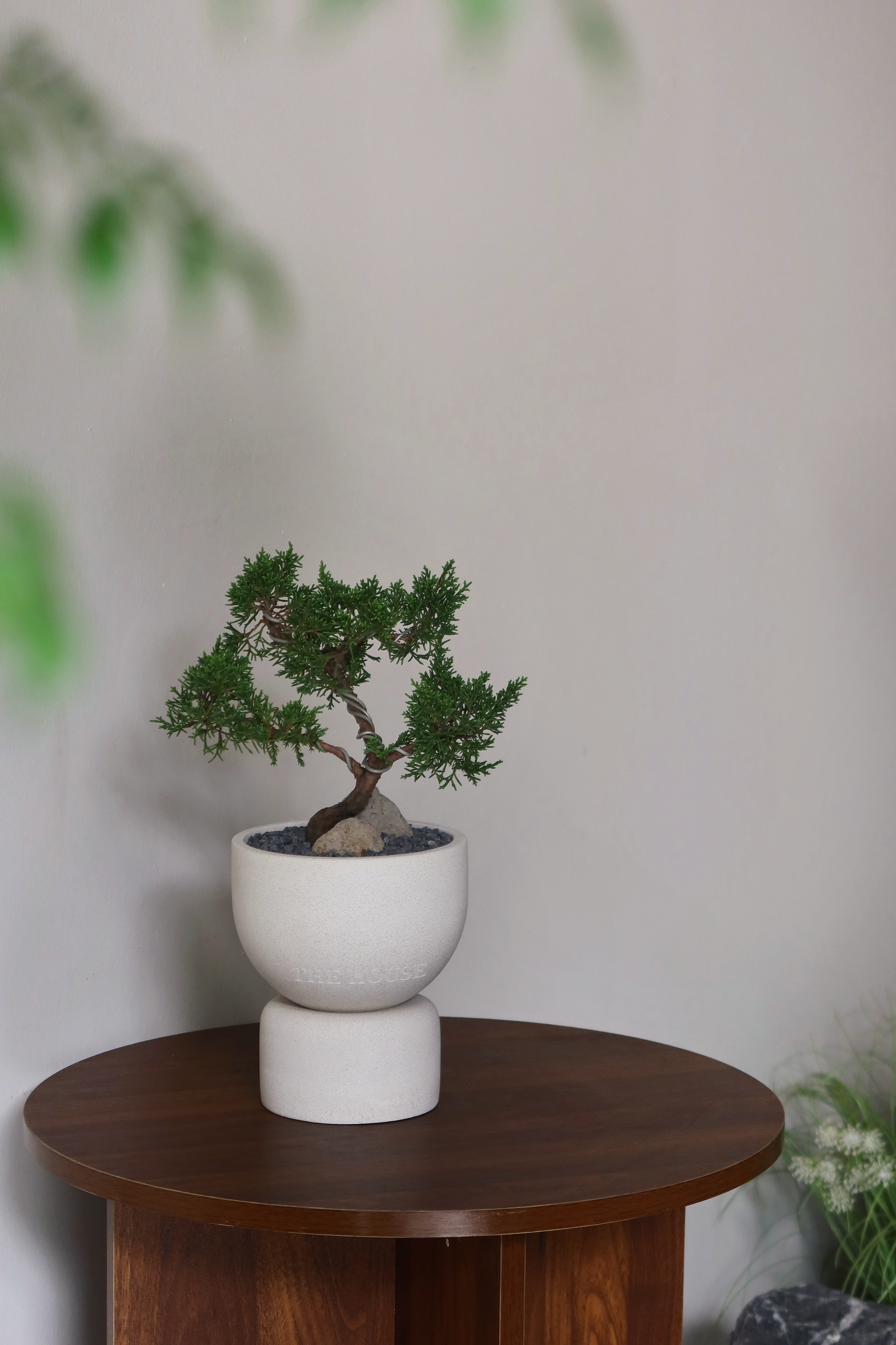 Juniperus Chinensis Bonsai in ENKEL Short U-Shaped Terrazzo Pot