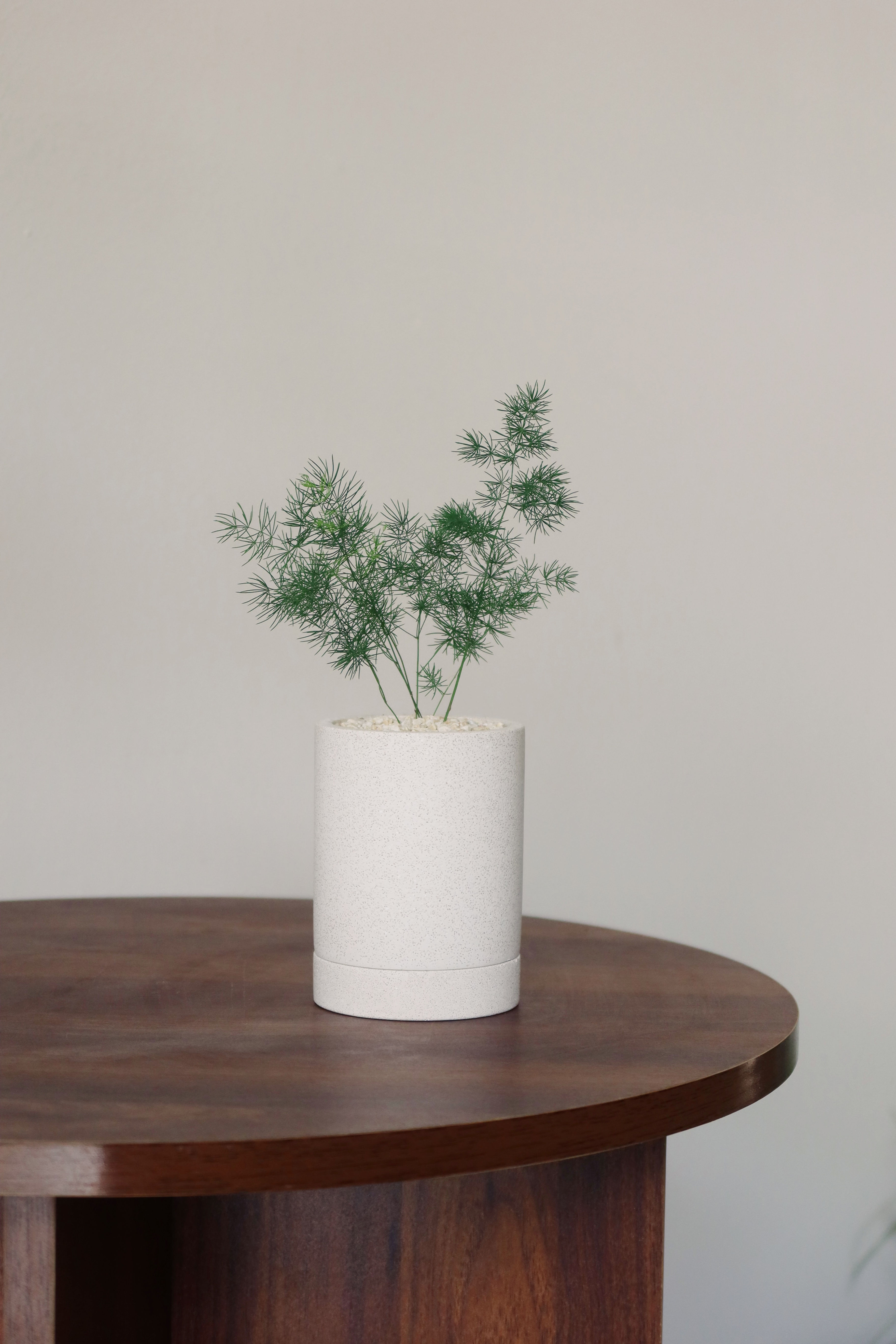 Asparagus retrofractus in ENKEL Cylinder Terrazzo Pot