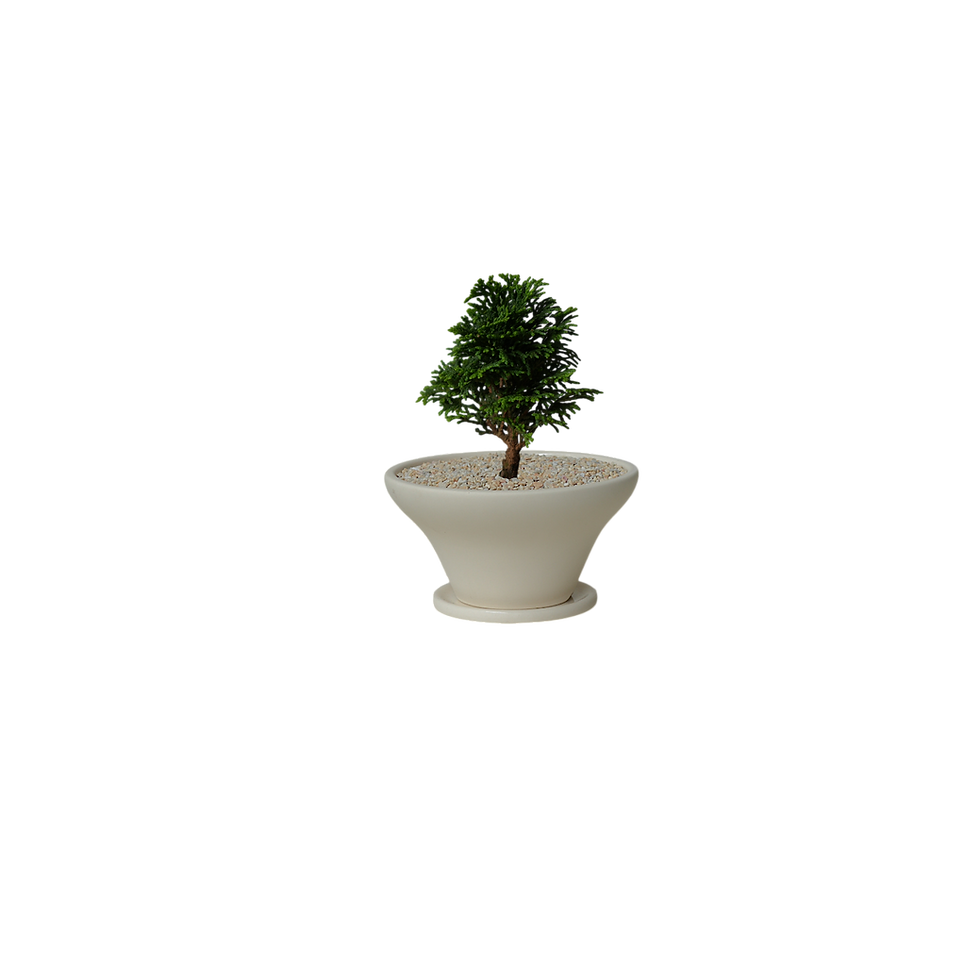 Thumbnail: Hinoki Cypress Bonsai