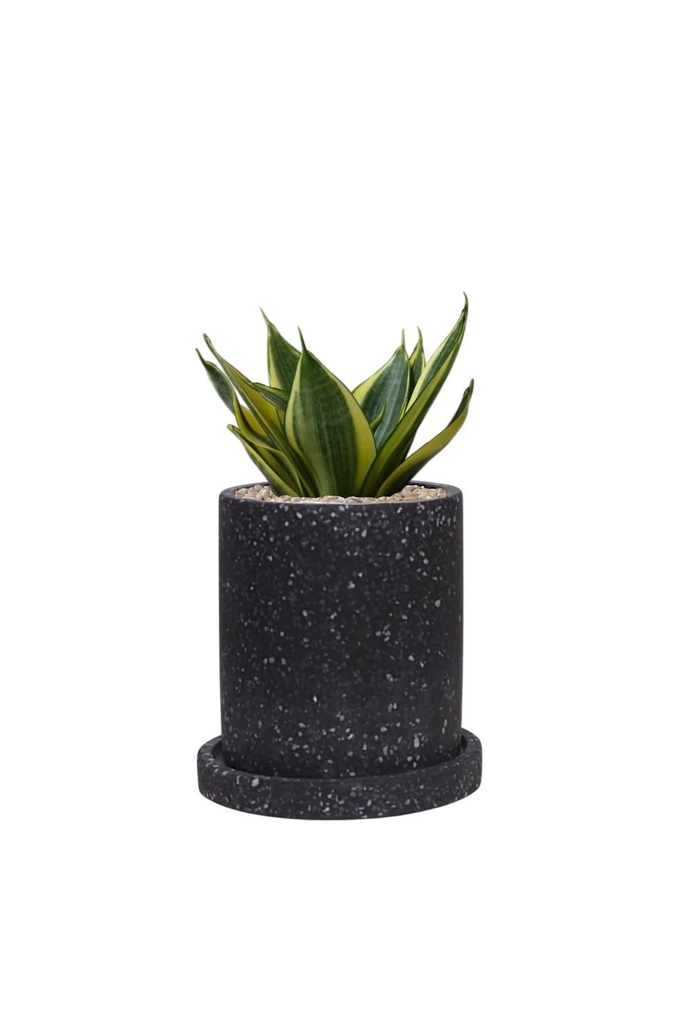 Thumbnail: Sansevieria Trifasciata ‘Golden Hahnii’