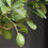 Thumbnail: Lemon Tree in BERG Muffin Fibreglass Pot