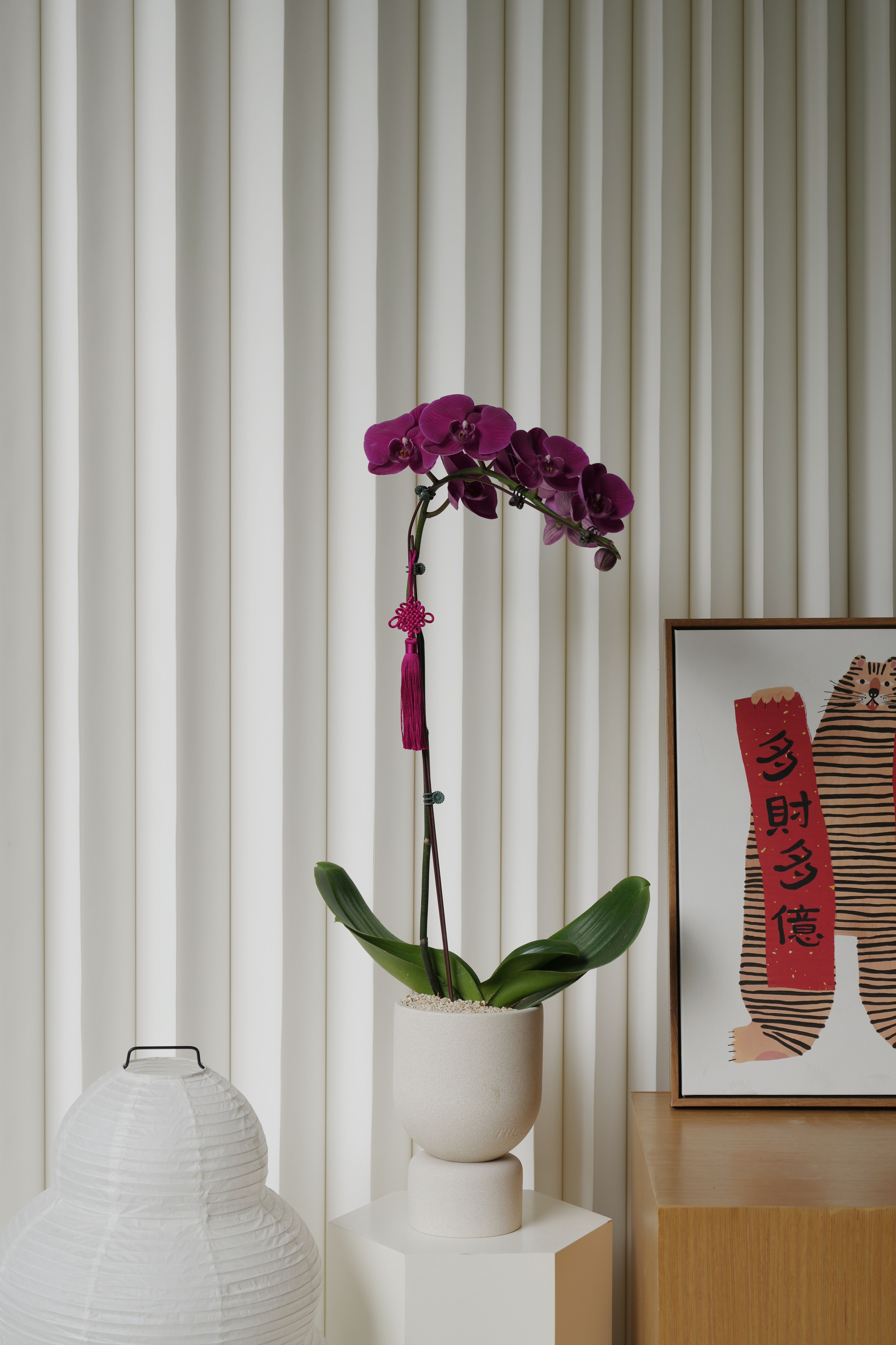 花好月圆 III (Blissful Harmony) Single Phalaenopsis (L) in ENKEL Terrazzo Pot