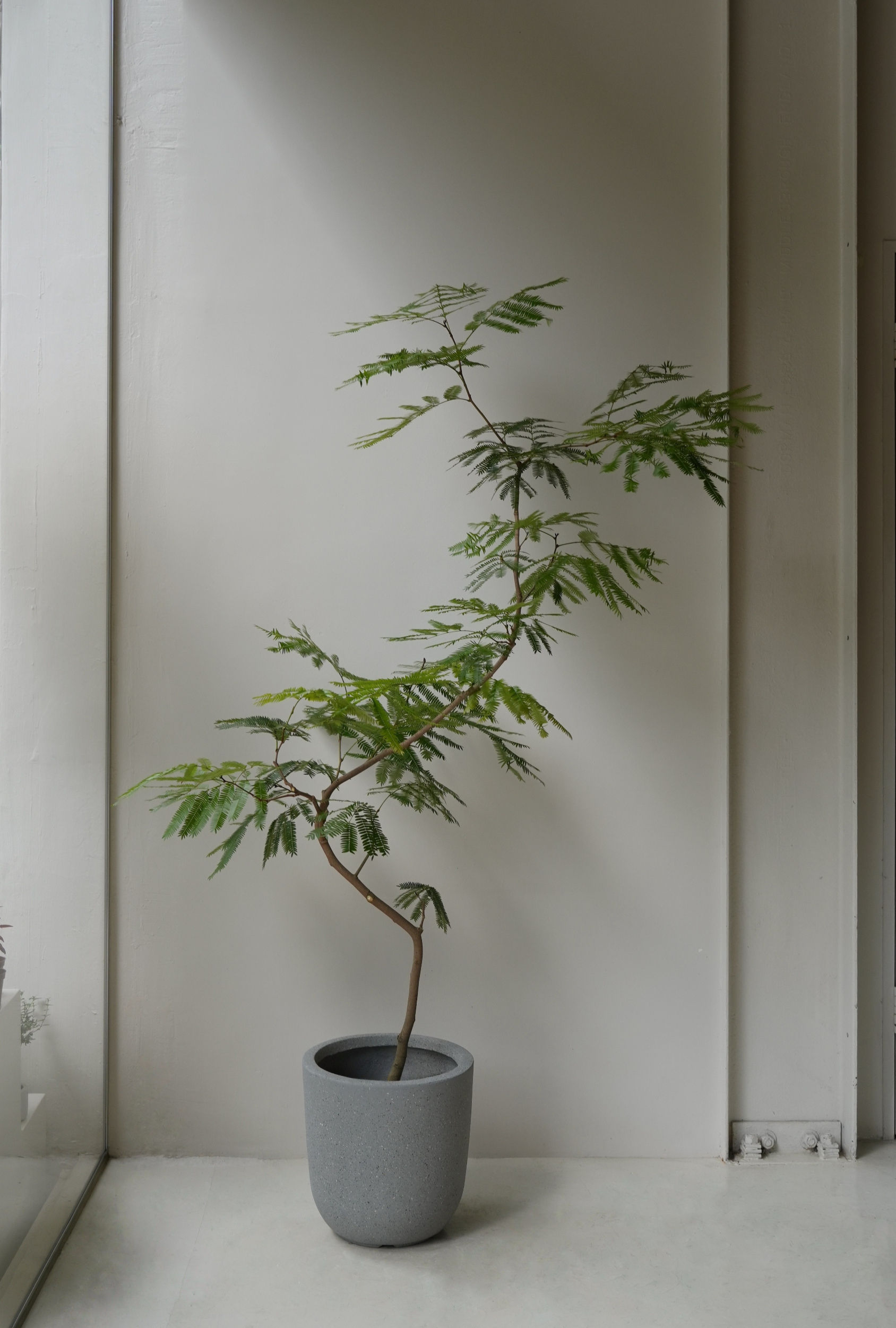 Pithecellobium Confertum 'Everfresh Tree' (L) in Fibreglass Pot