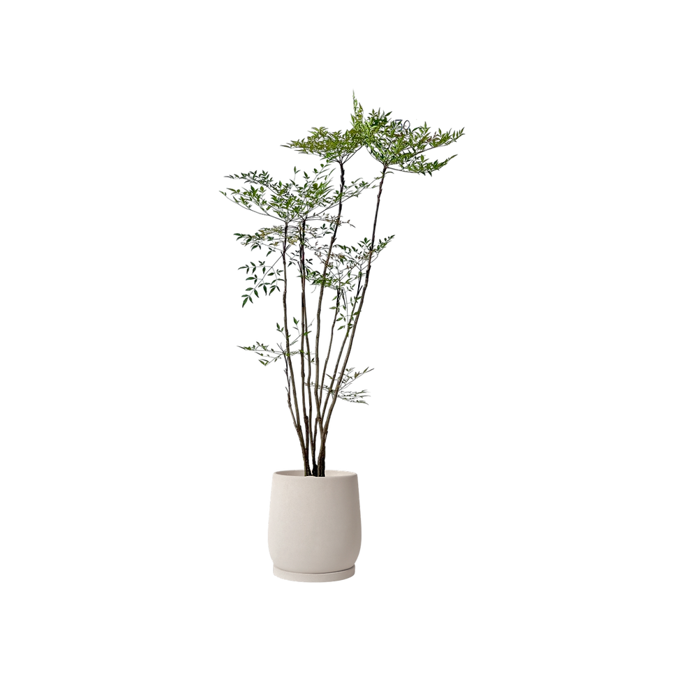 Thumbnail: Nandina Domestica 'Heavenly Bamboo' (L) in Terrazzo Pot