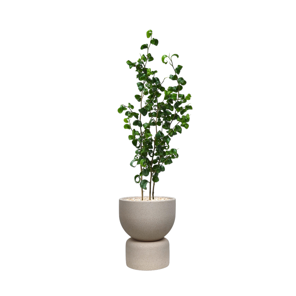 Thumbnail: Ficus Benjamina Baroque 'Curly Weeping Fig'