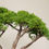 Thumbnail: Juniper Chinensis Bonsai in ENKEL Tall U-Shaped Terrazzo Pot