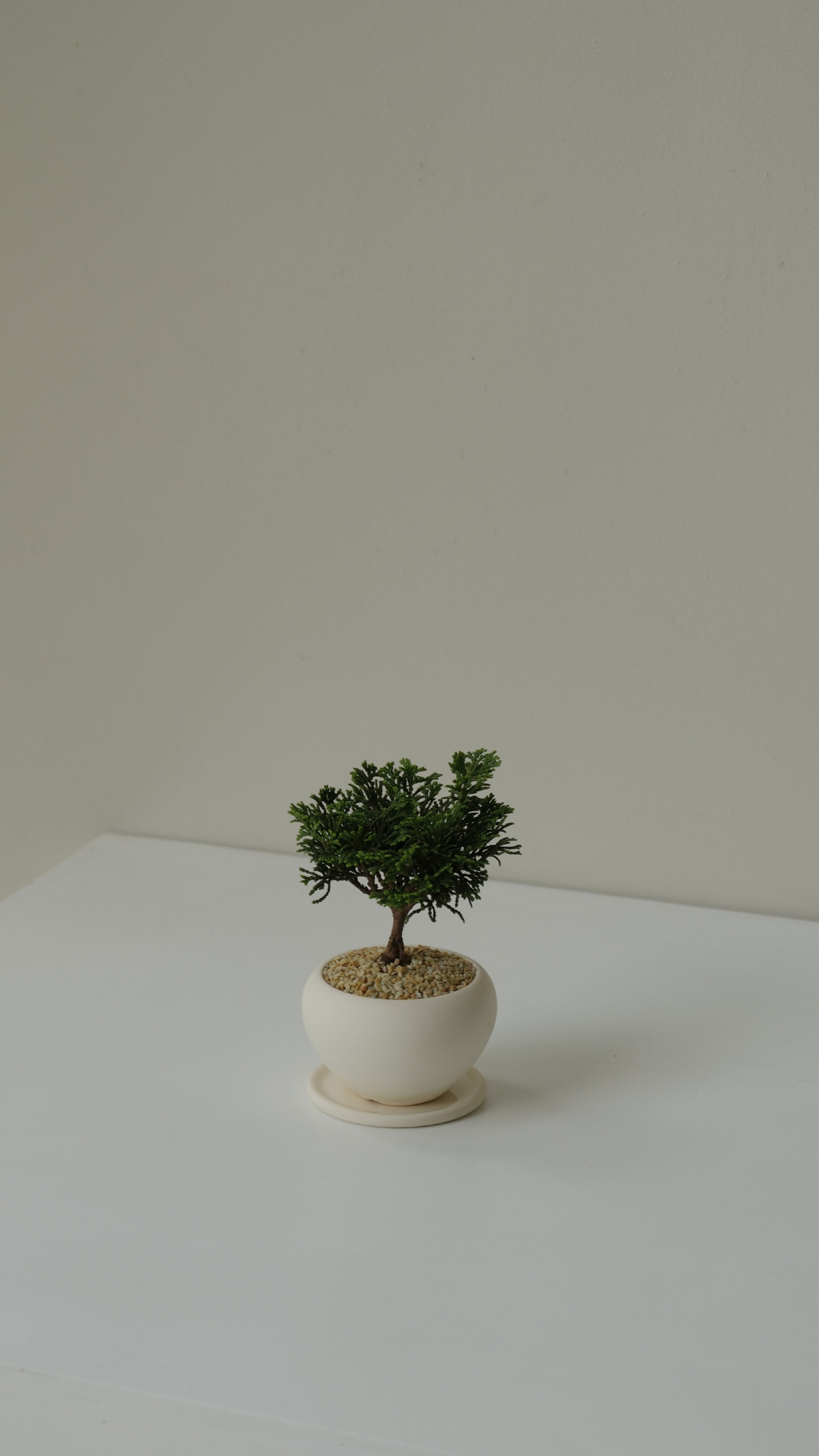 Hinoki Cypress Bonsai