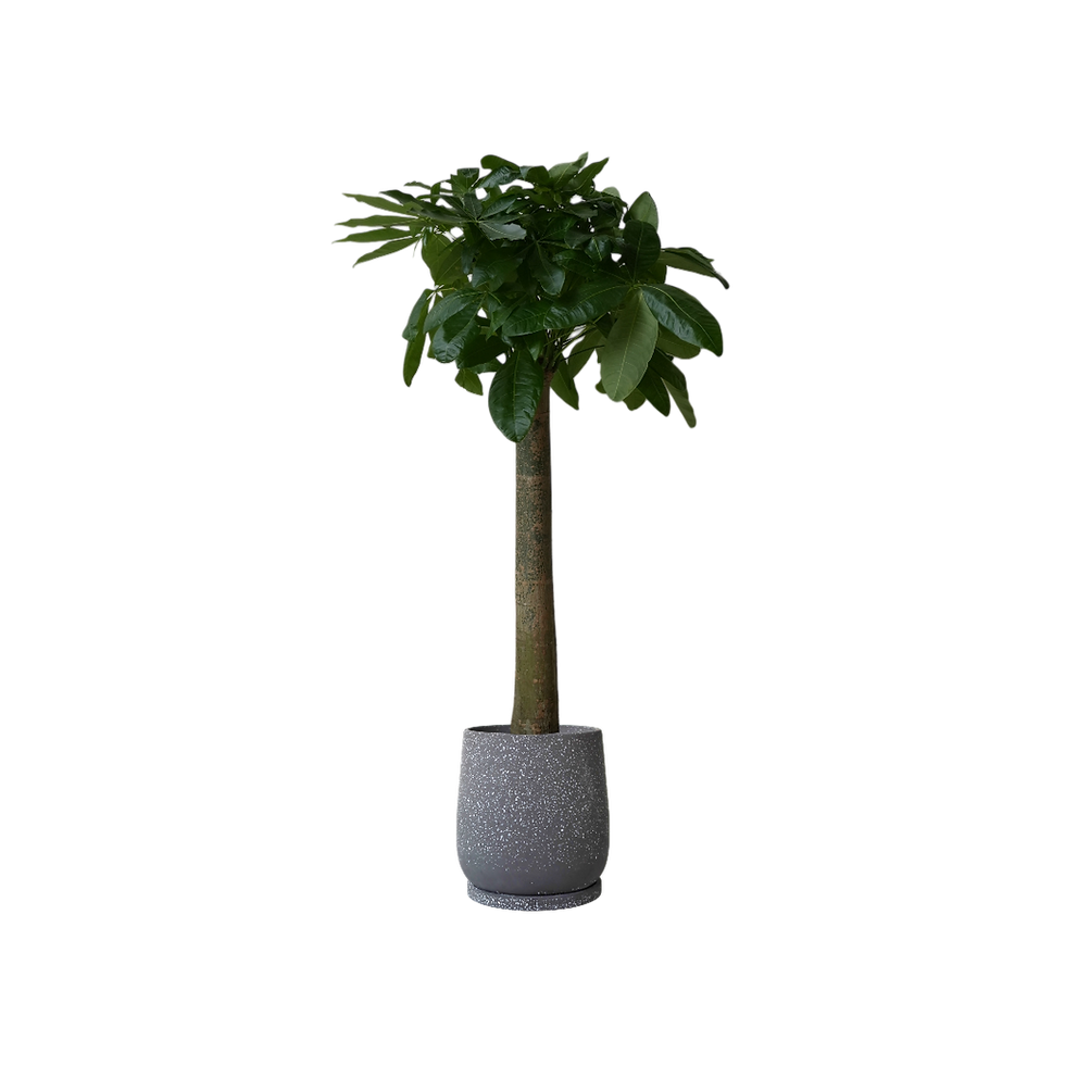 Thumbnail: Pachira Aquatica 'Fortune Tree' (L) in ENKEL Egg-Shaped Terrazzo Pot (28cm)
