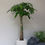 Thumbnail: Pachira Aquatica 'Fortune Tree' in ENKEL Terrazzo Pot (28cm)