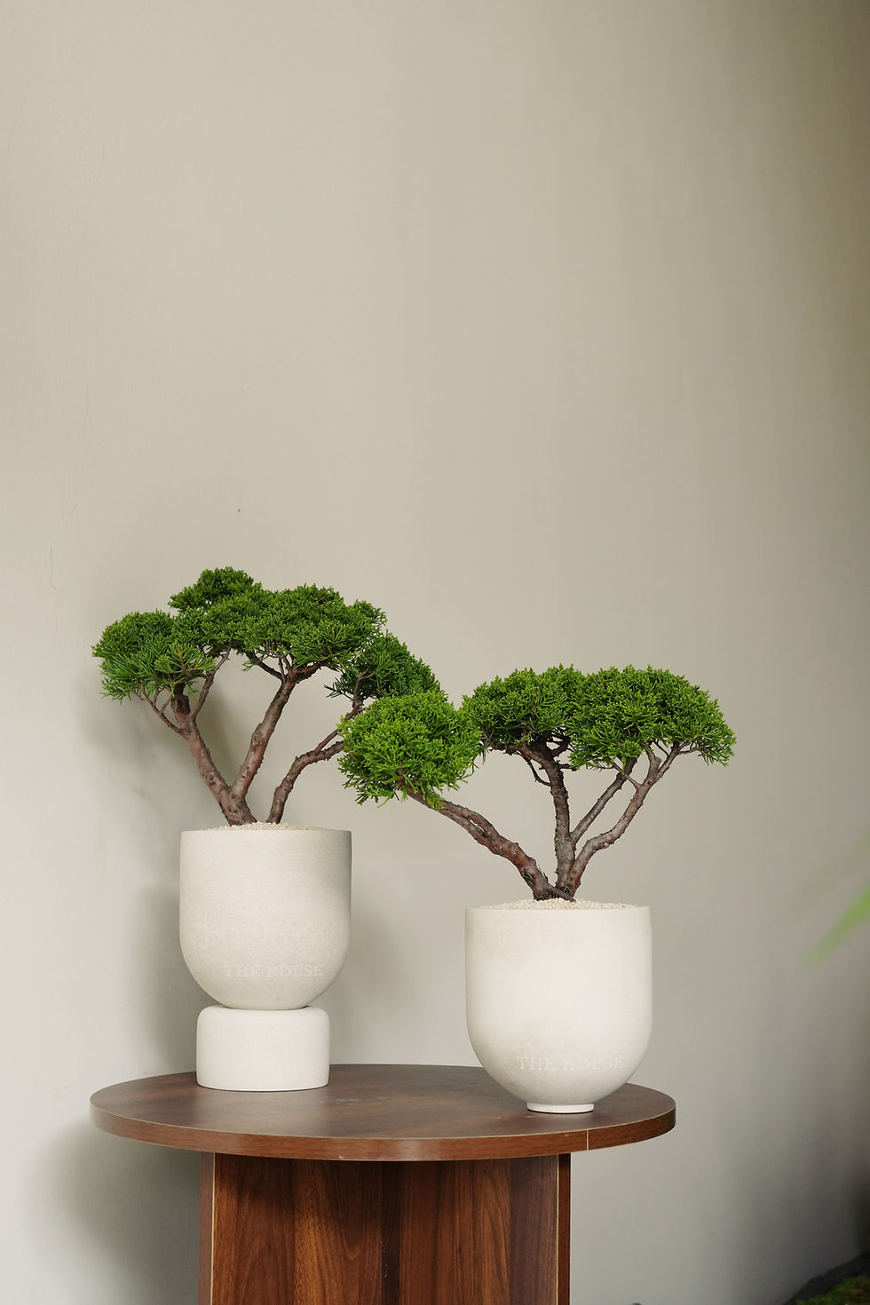 Juniper Chinensis Bonsai in ENKEL Tall U-Shaped Terrazzo Pot