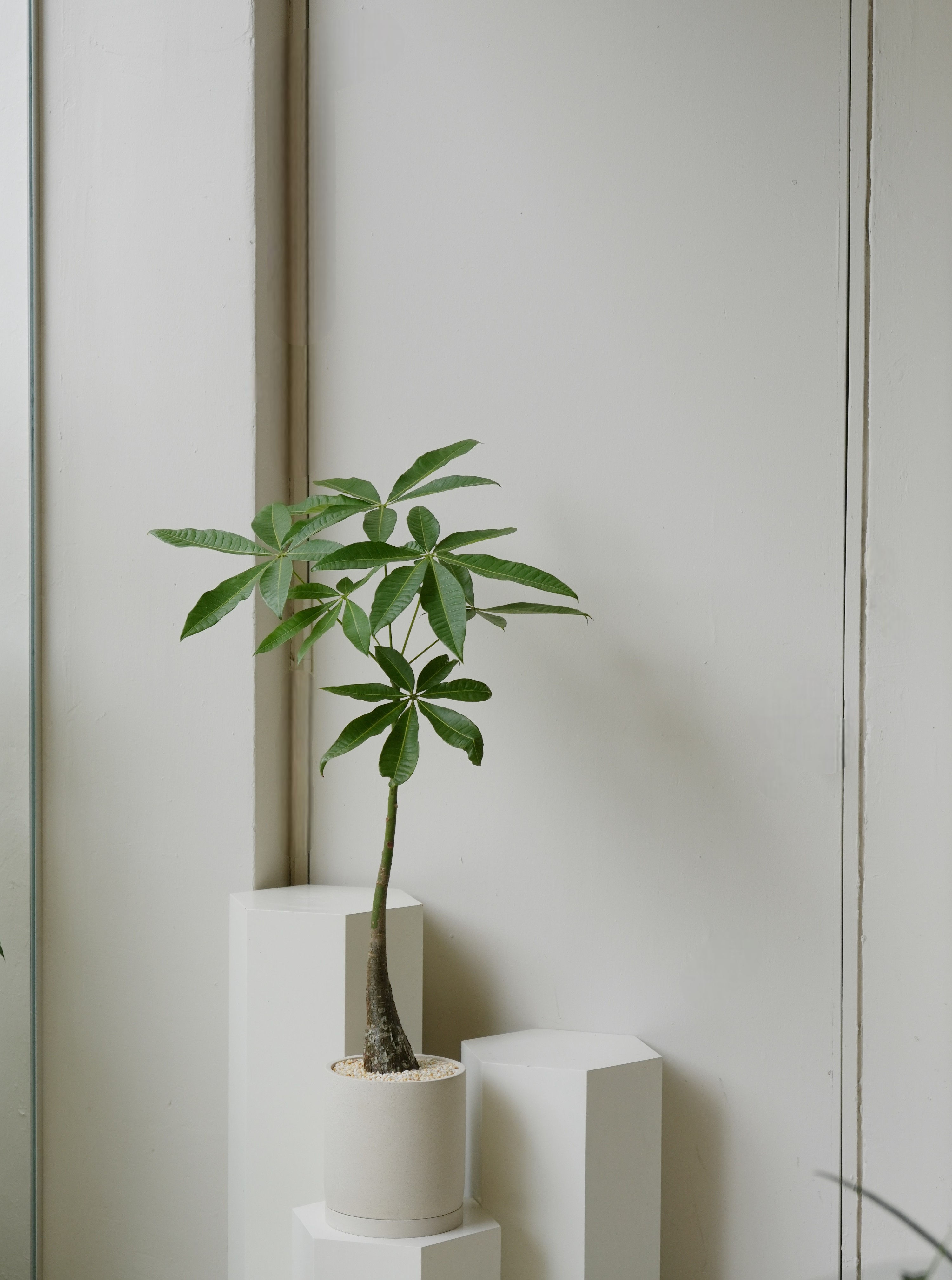 Pachira Aquatica 'Fortune Tree' in ENKEL Cylinder Terrazzo Pot (19cm)