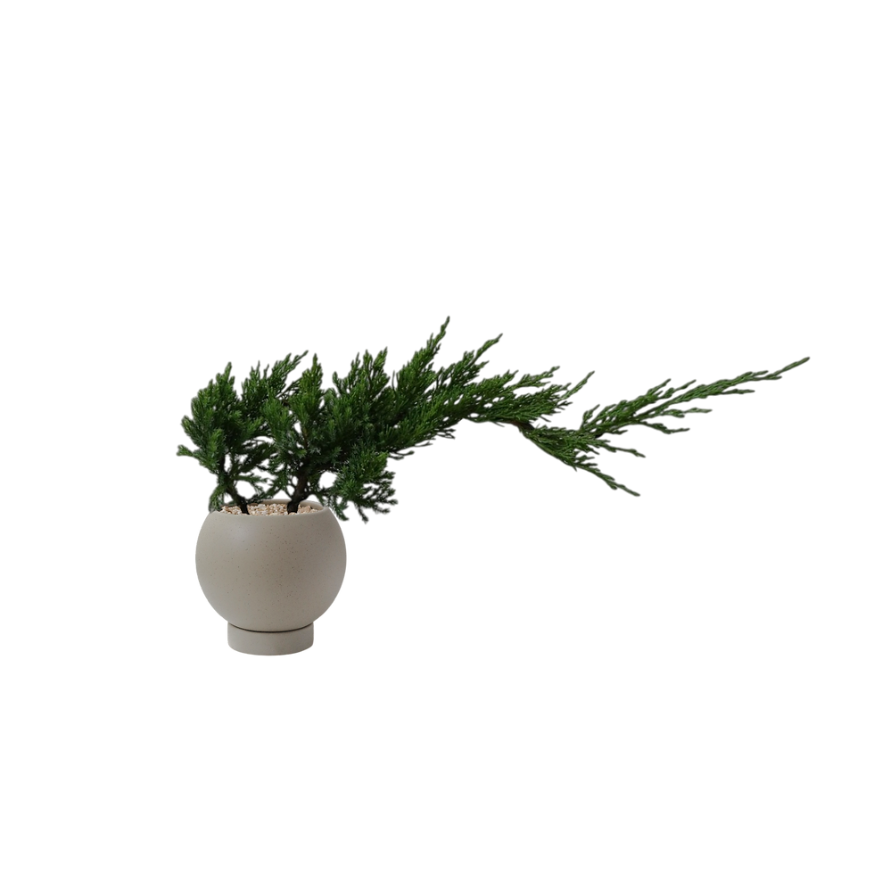 Thumbnail: Pinus Densiflora Umbraculifera 'Sleeping Pine'