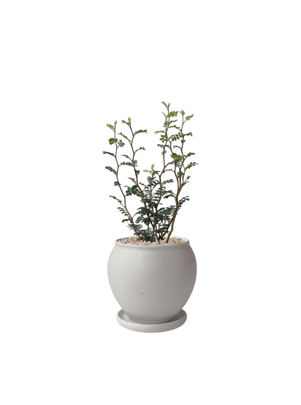 Thumbnail: Sophora prostrata 'Little Baby'