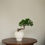 Thumbnail: Juniper Chinensis Bonsai in ENKEL Sphere Terrazzo Pot