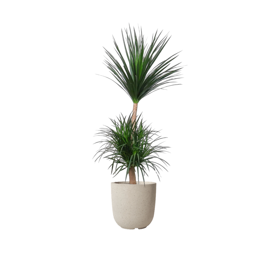 Thumbnail: Dracaena Draco ‘Dragon Tree’ (Thin Leaf) in Fibreglass Pot