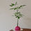 Thumbnail: Pachira Aquatica 'Fortune Tree' in Kokedama