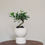 Thumbnail: Ficus Retusa Bonsai in ENKEL Short U-Shaped Terrazzo Pot