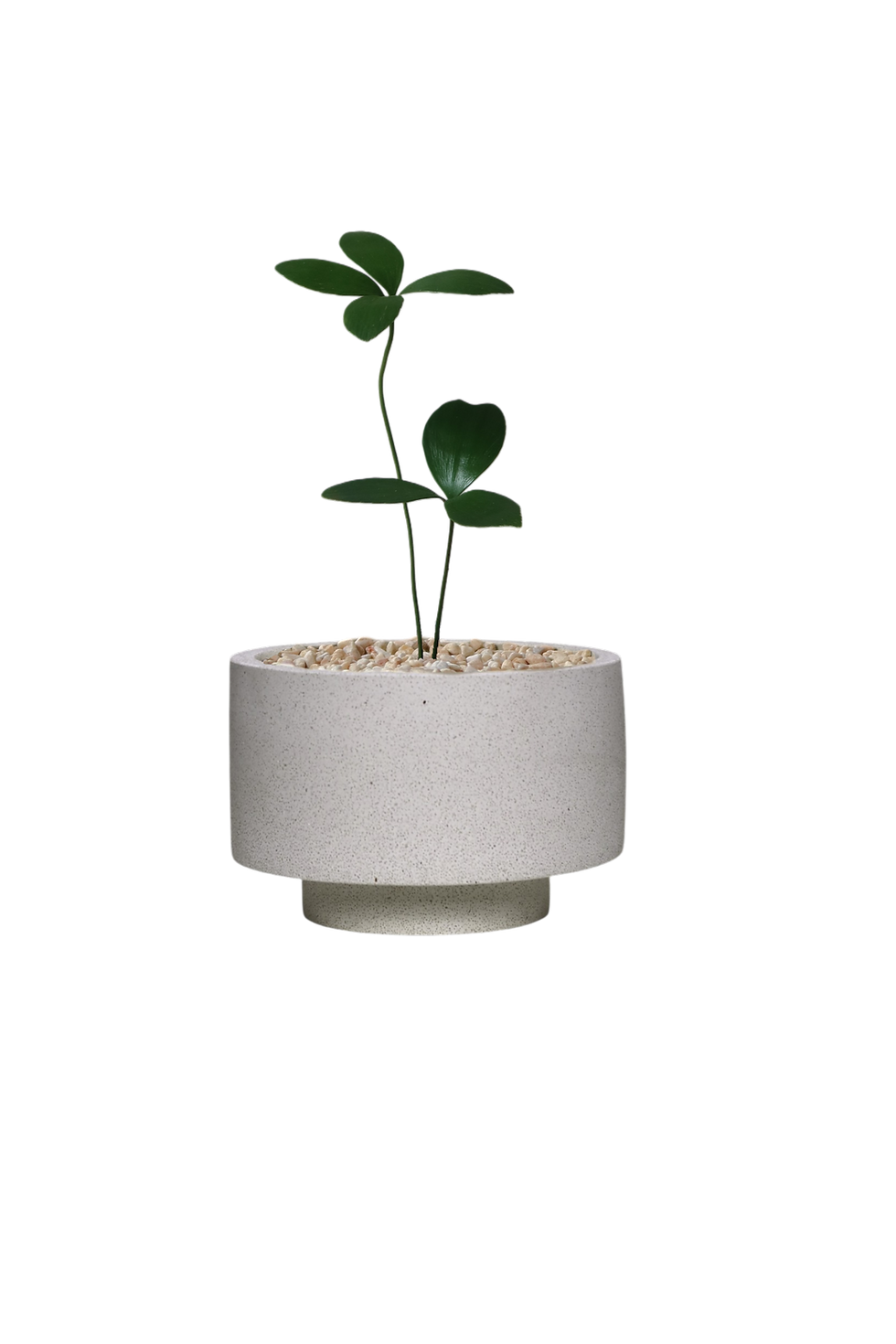 Thumbnail: Zamia furfuracea 'Cardboard Palm' (S)