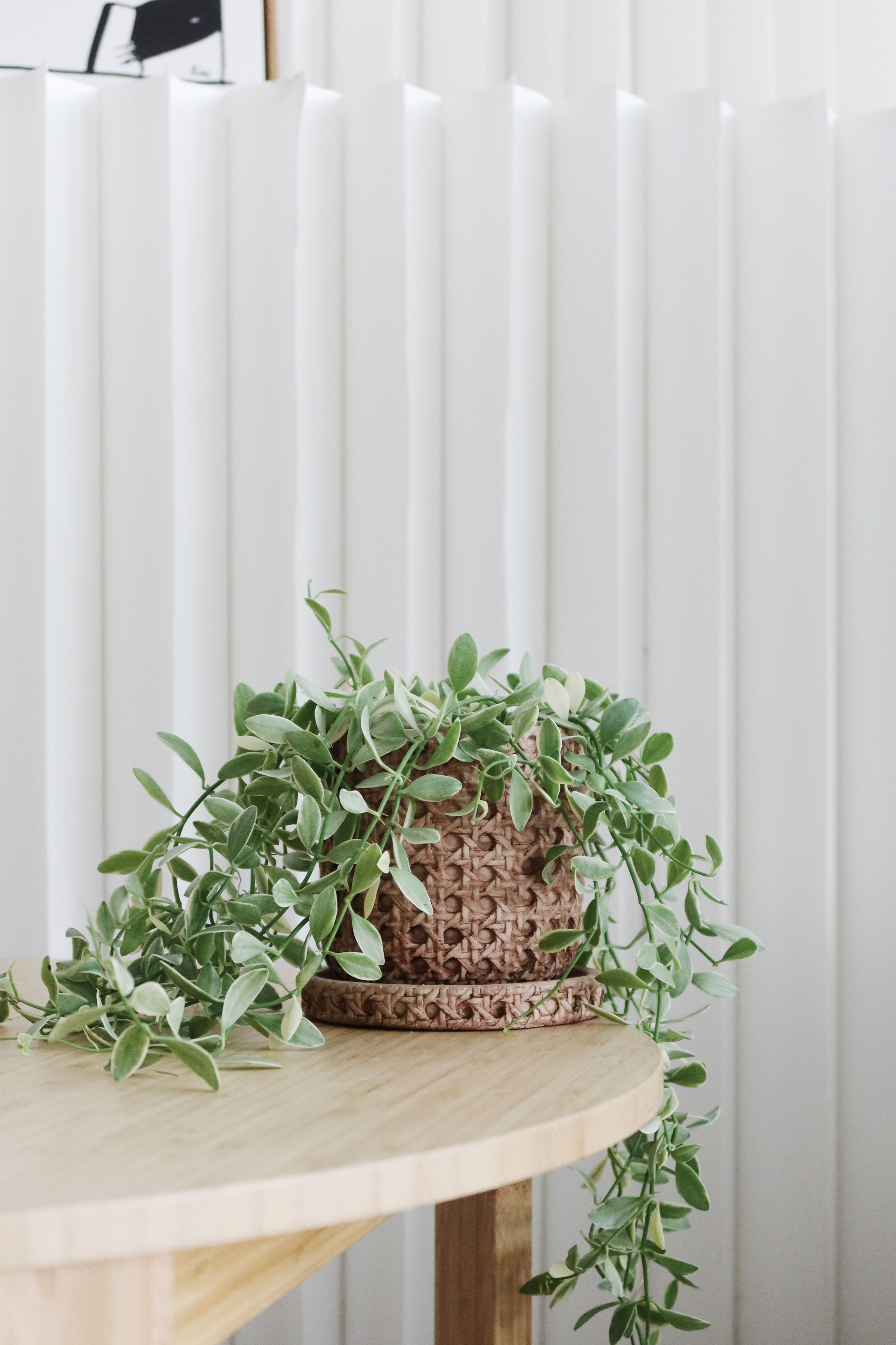 Dischidia Oiantha (Variegated) in BALI Ceramic Pot