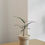 Thumbnail: ​​​​​​​Brachychiton Rupestris 'Bottle Tree' in ZIMMU T Ceramic Pot