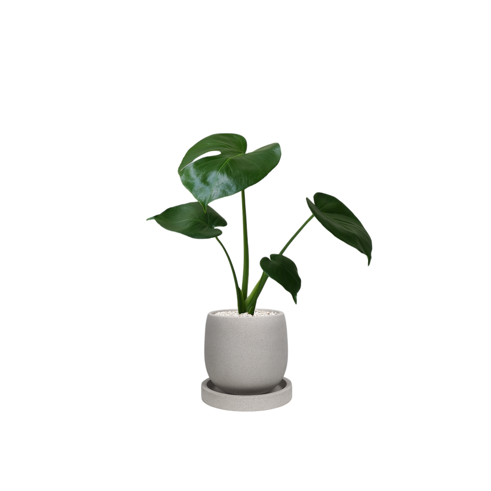 Thumbnail: Monstera Deliciosa 'Swiss Cheese Plant' (S)
