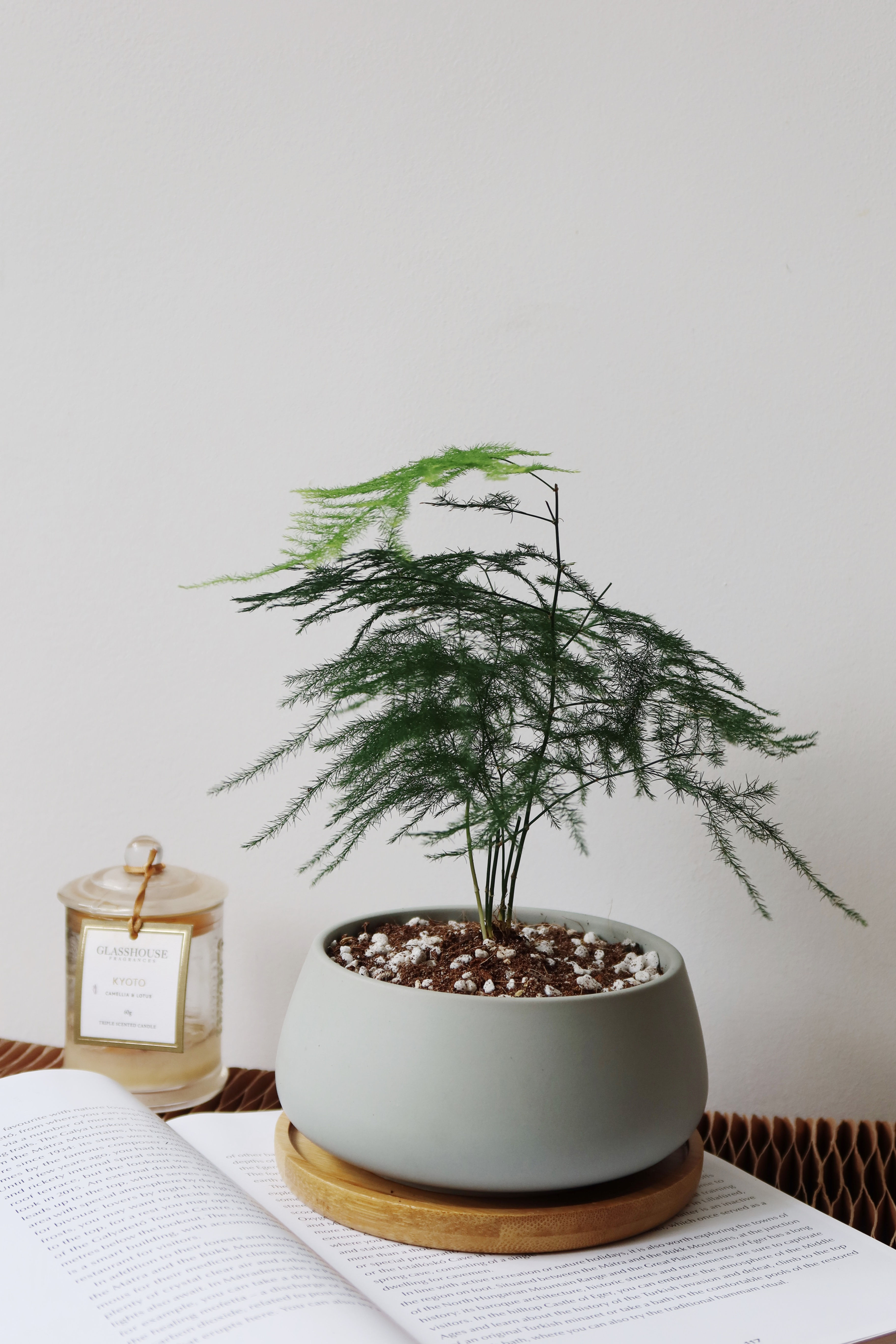 Baby Asparagus Fern in BILLE (Shallow) Ceramic Pot