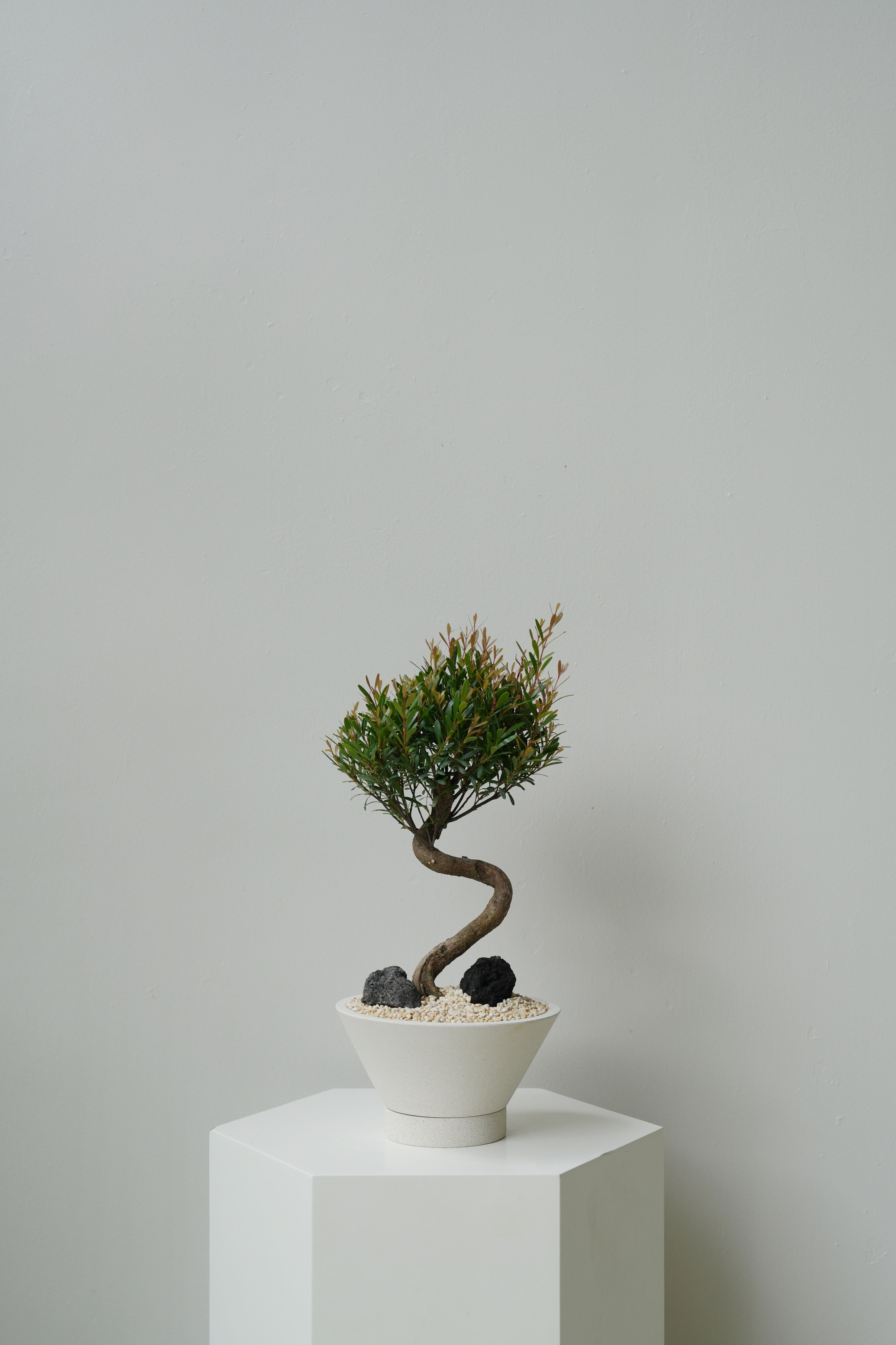 Syzygium buxifolium ‘Boxleaf Bonsai’ in ENKEL V-Shaped Terrazzo Pot