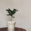 Thumbnail: Fukien Tea Tree in ZIIMU BELL Ceramic Pot (15cm)