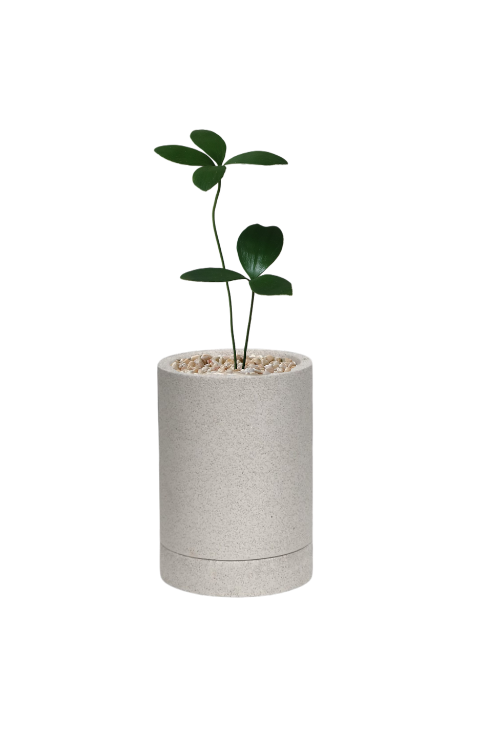 Thumbnail: Zamia furfuracea 'Cardboard Palm' (S)