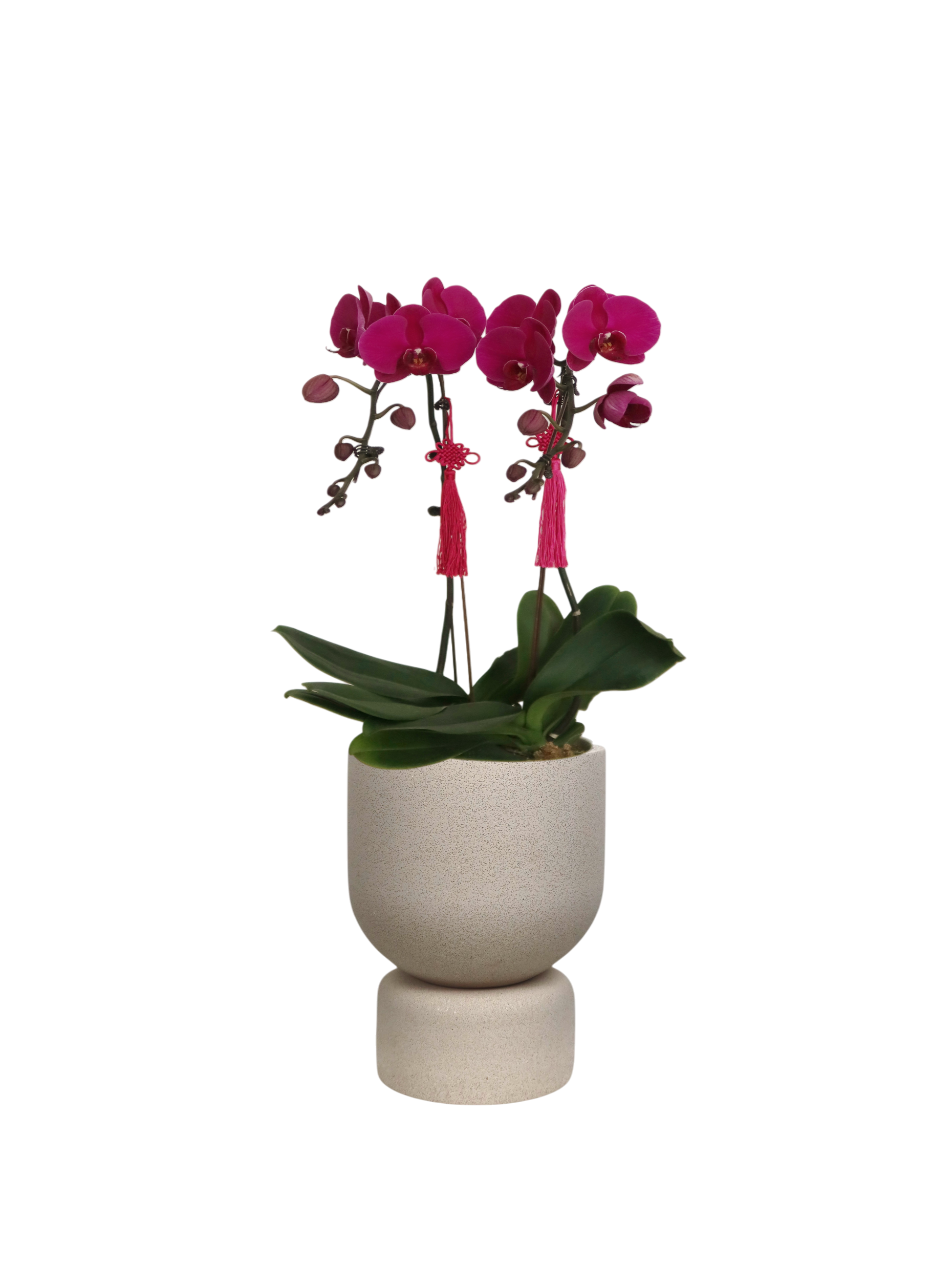 花好月圆 (Blissful Harmony) Double Phalaenopsis (L) in ENKEL Tall U Terrazzo Pot